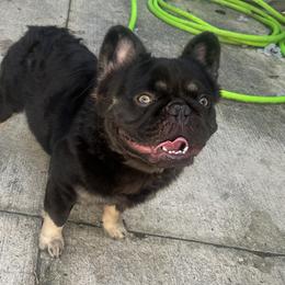 Jack - French Bulldog
