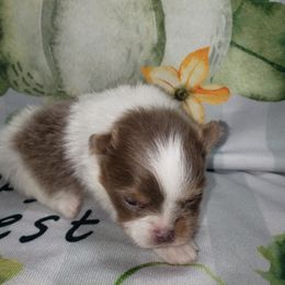 Isabella - Lavender female Pomeranian puppy in Weatherford, Texas from Jeweled Poms