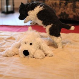 Poodle Puppies from Chapel Hill Poodles