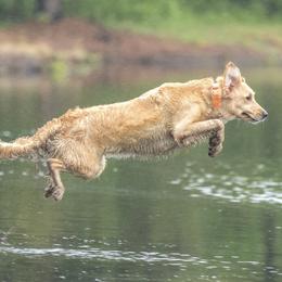 Sadie Nell - Golden Retriever