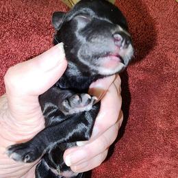 Sweet Pup's Tootsie Roll - Black female Miniature Schnauzer puppy in North Zulch, Texas from Sweet Pup Schnauzers