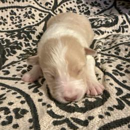 Nova - White and gold female Border Collie puppy in Mckinney, Texas from Border Collies of Ruidoso