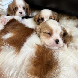 Cavalier King Charles Spaniel Puppies from CK Cavaliers
