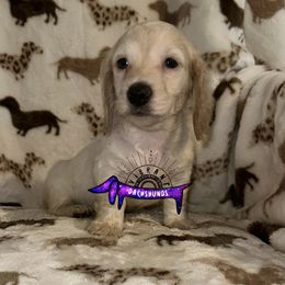 Orange collar - Piebald male Dachshund puppy in Turlock, California from Vibrant Dachshunds