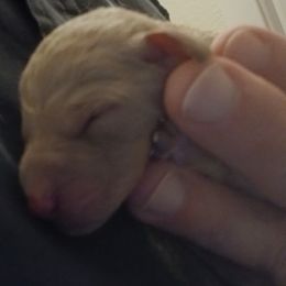 Captain  Jack - Tri-color male Labradoodle puppy in Henderson, Nevada from Hills labradoodles