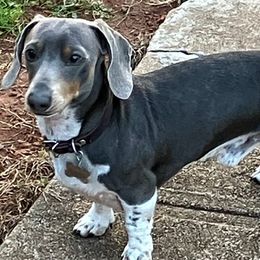 Roscoe P Coltrane - Dachshund