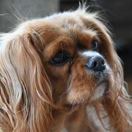 Elsa - Cavalier King Charles Spaniel