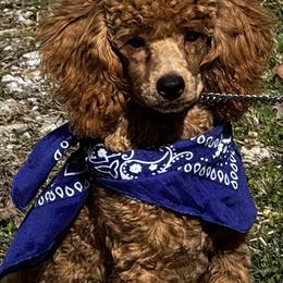 Keegan - Red  male Poodle puppy in Rocky Top, Tennessee from WayMakers Papillons & Poodles