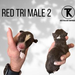 Bruno - RTM - Red tri male Miniature Australian Shepherd puppy in Nacogdoches, Texas from TK Standard, Mini, & Toy Aussies