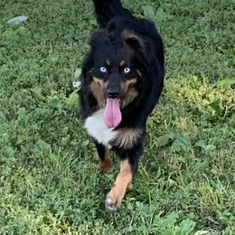 Margo - Miniature Australian Shepherd