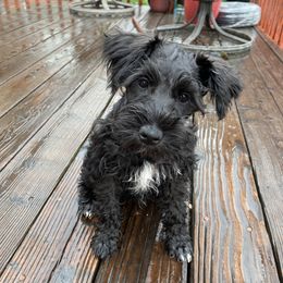 Miniature Schnauzer Puppies from Shadow River Schnauzers