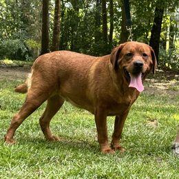 Libby - Labrador Retriever