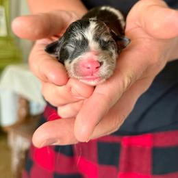 Girl 3 - Blue merle female Australian Shepherd puppy in Odessa, Texas from Yucca Blossom Pups