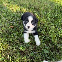 Cosmo - Black tri-color male Australian Shepherd puppy in Bethlehem, Connecticut from Montanna Sage LLC