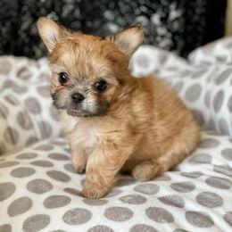 Mi-Ki Puppies from Rare Gem Mi-Ki’s LTD