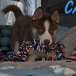 Casey - Red and white male Siberian Husky puppy in Spring Hill, Florida from Whitmore Wolfpack LLC