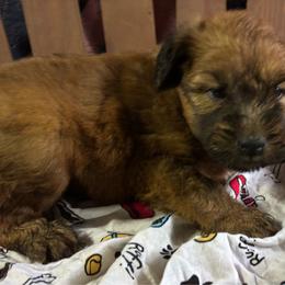 Albert - Wheaten male Soft Coated Wheaten Terrier puppy in Gladewater, Texas from Felicias Swheaties