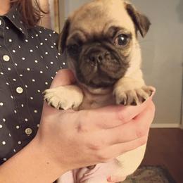 Boy 1 - Fawn male Pug puppy in Marshville, North Carolina from adorable pug puppies