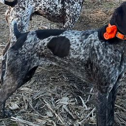 German Shorthaired Pointers from Pine Barrens GSPs