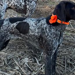 German Shorthaired Pointers from Pine Barrens GSPs