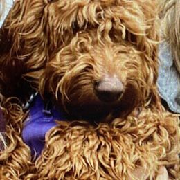 Maizie - Labradoodle