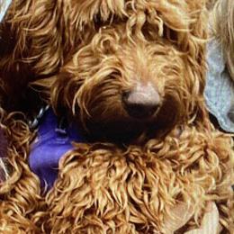 Maizie - Labradoodle