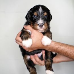 Bernedoodle Puppies from DoodlesFarmCo