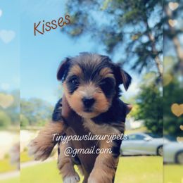 Biewer Terrier, Poodle, and Yorkshire Terrier Puppies from Tiny Paws Luxury Pets