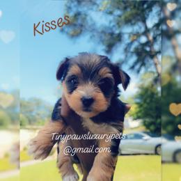 Biewer Terrier, Poodle, and Yorkshire Terrier Puppies from Tiny Paws Luxury Pets