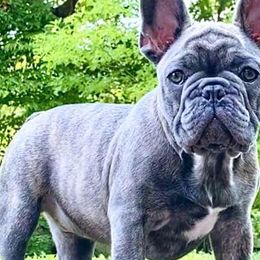 French Bulldogs from Stacy's Low Country French Bulldogs