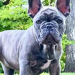 French Bulldogs from Stacy's Low Country French Bulldogs