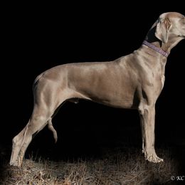 Barnaby - Great Dane