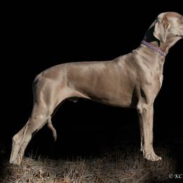Barnaby - Great Dane