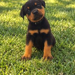 Boy 6 - Black and mahogany male Rottweiler puppy in Houston, Texas from Vom Haus Fantasy Rottweiler Kennel