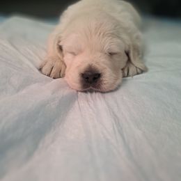 Alvin, Simon, Theodore - Light golden male Golden Retriever puppy in Belton, Missouri from Dharma's Way Golden Retrievers