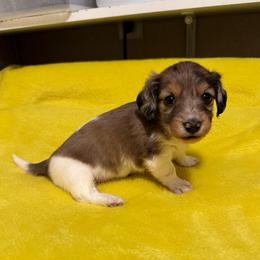 Alex - Dapple male Dachshund puppy in Avinger, Texas from Lone Star Longhair Dachshunds