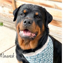 Maverick - Rottweiler