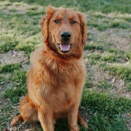 Clyde - Golden Retriever