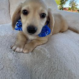 Charm - Cream male Dachshund puppy in Ontario, Oregon from Get A Long Little Doggie
