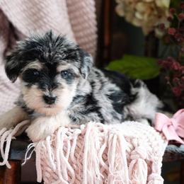 Mage - Merle female Schnoodle puppy in Grove, Oklahoma from Grand Lake Poodles & Doodles