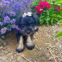 Miniature Schnauzer Puppies from Schnauzers on Robinson Lane