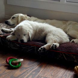 Golden Retriever Puppies from White Valley Goldens