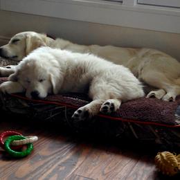 Golden Retriever Puppies from White Valley Goldens