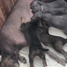 Xoloitzcuintli puppies from Mickam's Xolo's