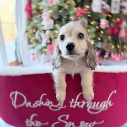 Levi 4th pictured in group - Cream male Dachshund puppy in Richmond, Virginia from Irresistible Dachshunds & Cavaliers