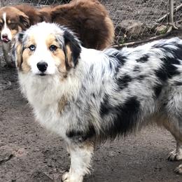 Sadie - Australian Shepherd
