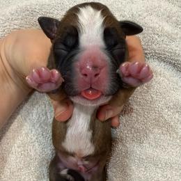 Purple Collar Fawn Female - Fawn female Boxer puppy in Alpine, New York from Kickin Rooster AKC Boxers