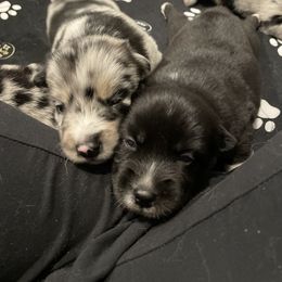 Pomeranian and Pomsky Puppies from Illinois Pomsky and Pomeranian