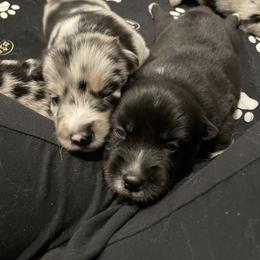 Pomeranian and Pomsky Puppies from Illinois Pomsky and Pomeranian