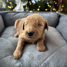 Boy 3 - Apricot male Goldendoodle puppy in Mattawan, Michigan from Doodifuldoods